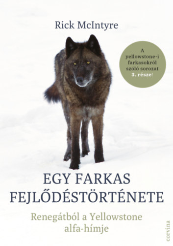 Rick McIntyre: Egy farkas fejlődéstörténete - Renegátból a Yellowstone alfa-hímje e-Könyv