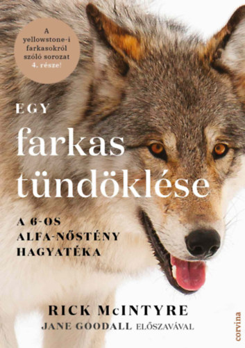Rick McIntyre: Egy farkas tündöklése könyv