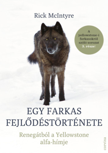 Rick McIntyre: Egy farkas fejlődéstörténete könyv