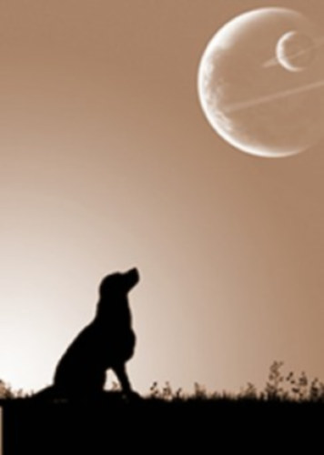 Veress István: A csaholó csoda antikvár