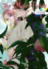 Tamekou: The Male Bride 8 idegen