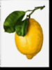The Gourmand: The Gourmand's Lemon idegen