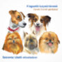 Gerald Durrell: A legszebb kutyatörténetek - Hangoskönyv hangos